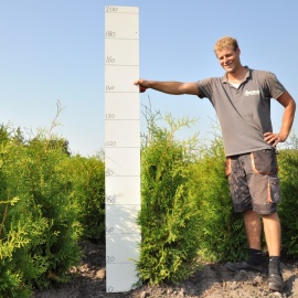 Thuja occidentalis 'Brabant' 80-100 cm 